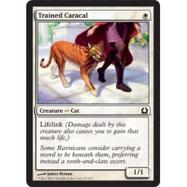 Trained Caracal Trained Caracal